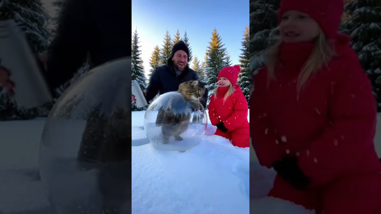 Salvaram o gatinho de ficar contado que lindo  