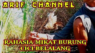 Rahasia mikat burung cici belalang yang