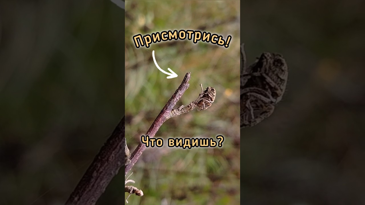 Притворился веточкой! Мастер маскировки-Паук крестовик #shorts #крестовик #природа #spider #nature