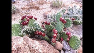 How to Make Prickly Pear Syrup