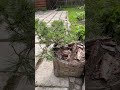Заготовки для садовых бонсай - ниваки из сосны обыкновенной