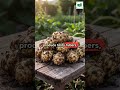 Stop Replanting Vegetables Every Year