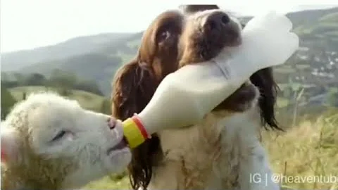 Watch the video about 😂😂Funny Dog videos 😃.Funniest dogs and cat videos. awesome funny pet life. 2020|||