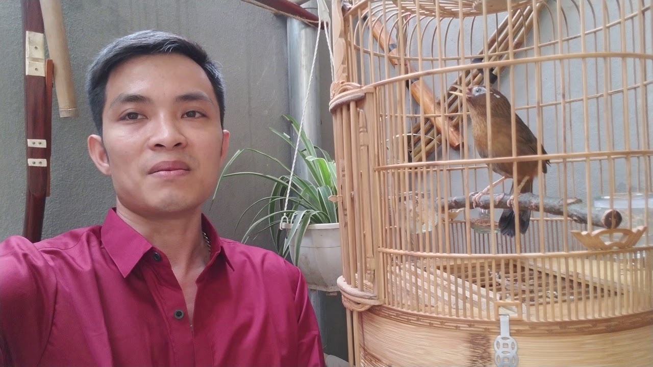 bán chim họa mi uy tín sđt ZALO 0944114410 . xem thêm tại Website : www.chimcanhdatviet.com