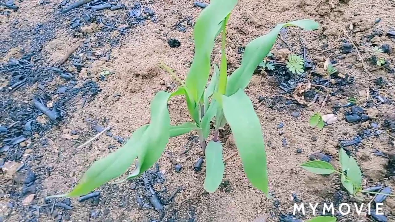 Squash, corns, sweet potatoes gardening - YouTube