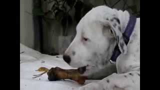 Gateau Bone Chewing 1