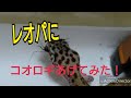[閲覧注意]レオパにコオロギあげてみた。