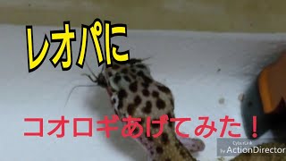 [閲覧注意]レオパにコオロギあげてみた。