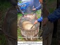 Scalding a Pig in a Wooden Tub – The First Step to Clean Pork 🐷💧