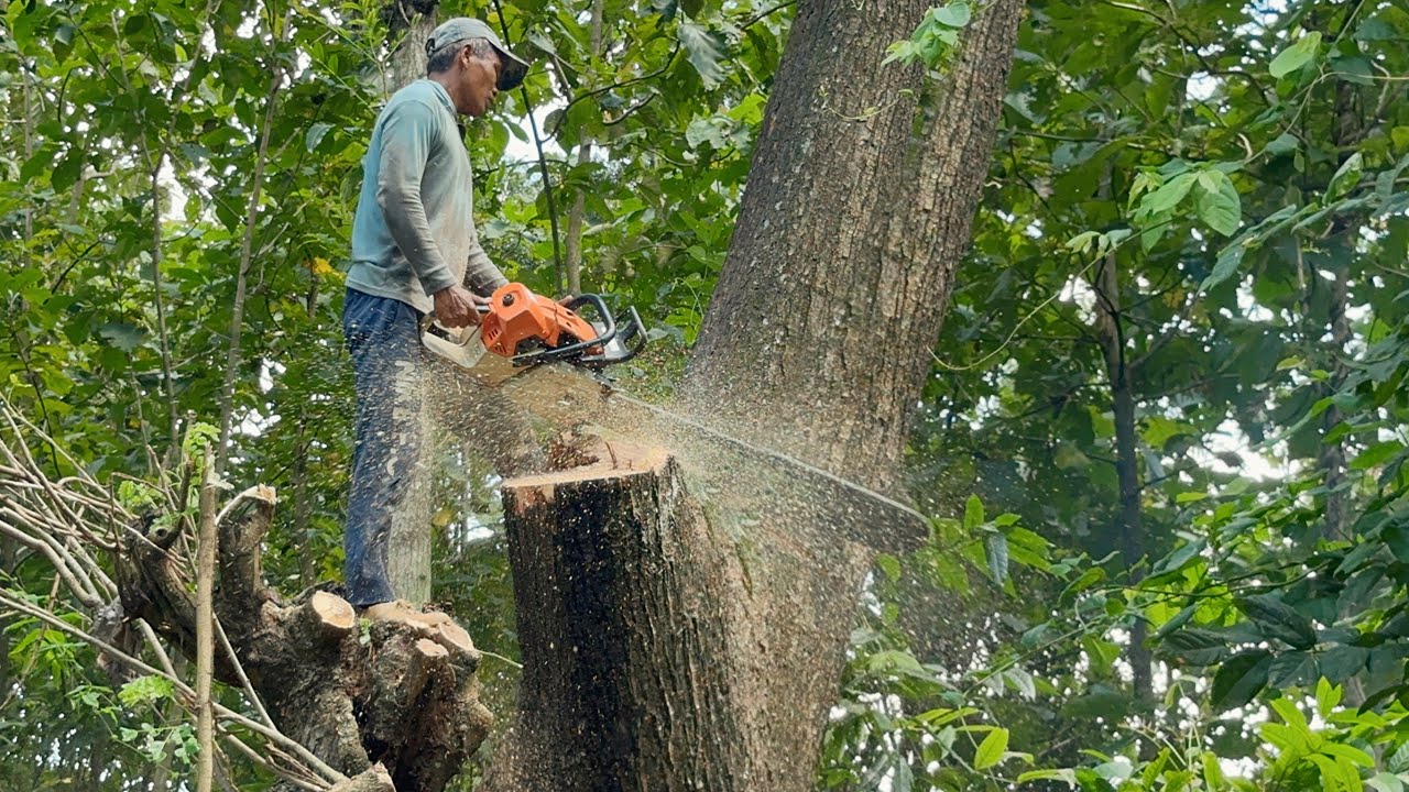 Fast and Easy... Cut Down 3 Tallest Trembesi Trees in the Garden, Stihl ...
