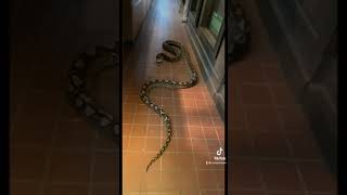 Reticulated Python Shows How Shes More Than A Woman