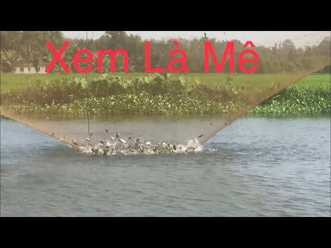 Video đầu năm khai trương vó cá thấy mê | nhạc sống 8 tới - youtube