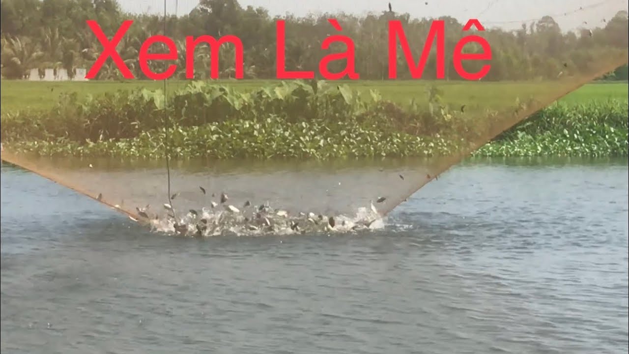 đầu năm khai trương vó cá thấy mê | nhạc sống 8 tới