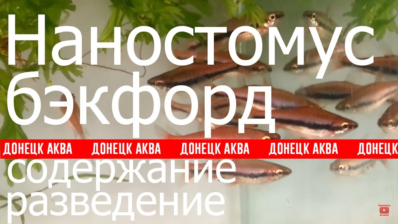 Наностомус бекфорд, Nannostomus beckfordi, Aquarium fish, Zierfische, pesci d'acquario, 觀賞魚