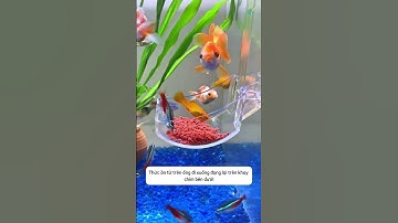 Giữ cho bể luôn sạch và tiết kiệm thức ăn với chiếc ống cực đơn giản #aquatic #shorts