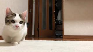 猫　かわいい