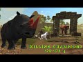 The tiger  killing champions coop 4