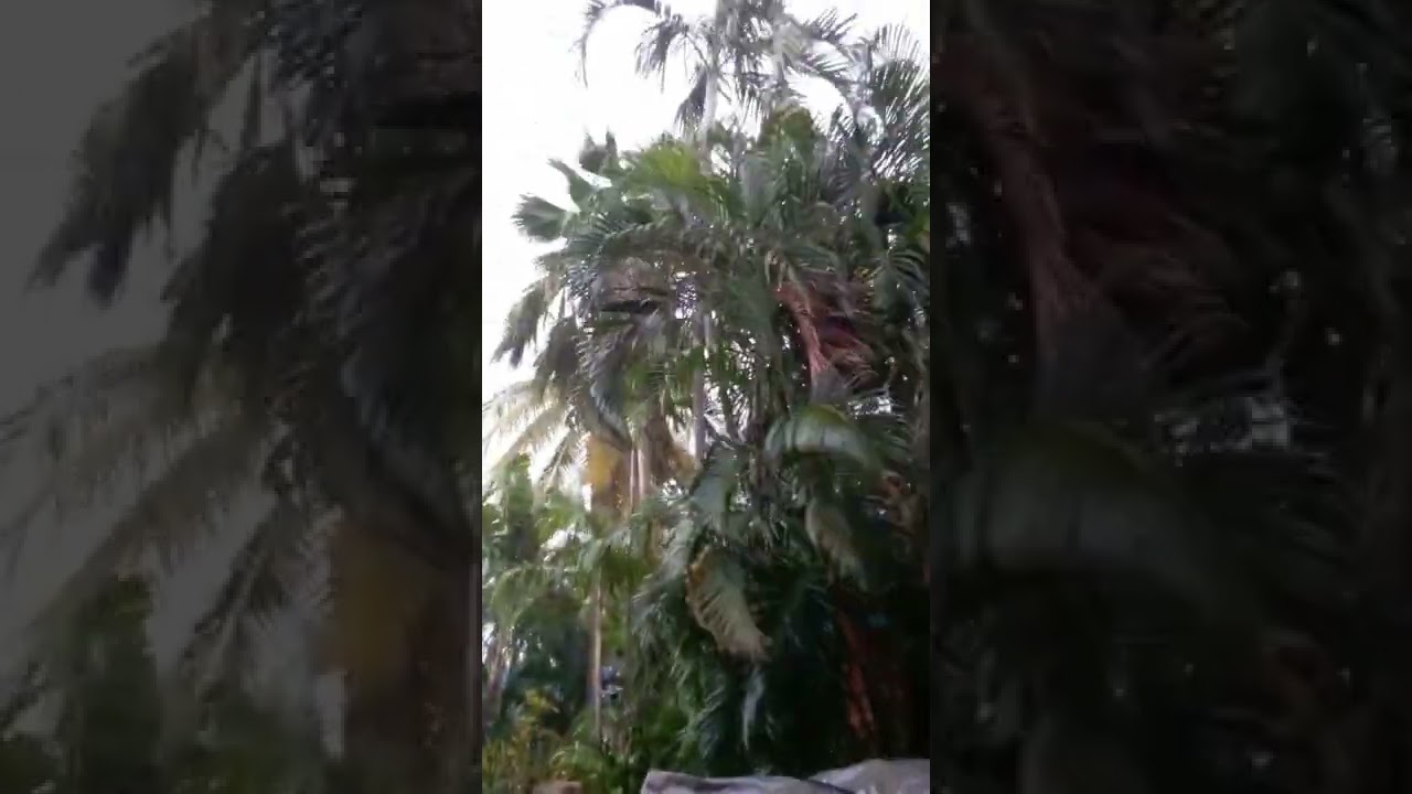 Blue alert for a cyclone here 🤩