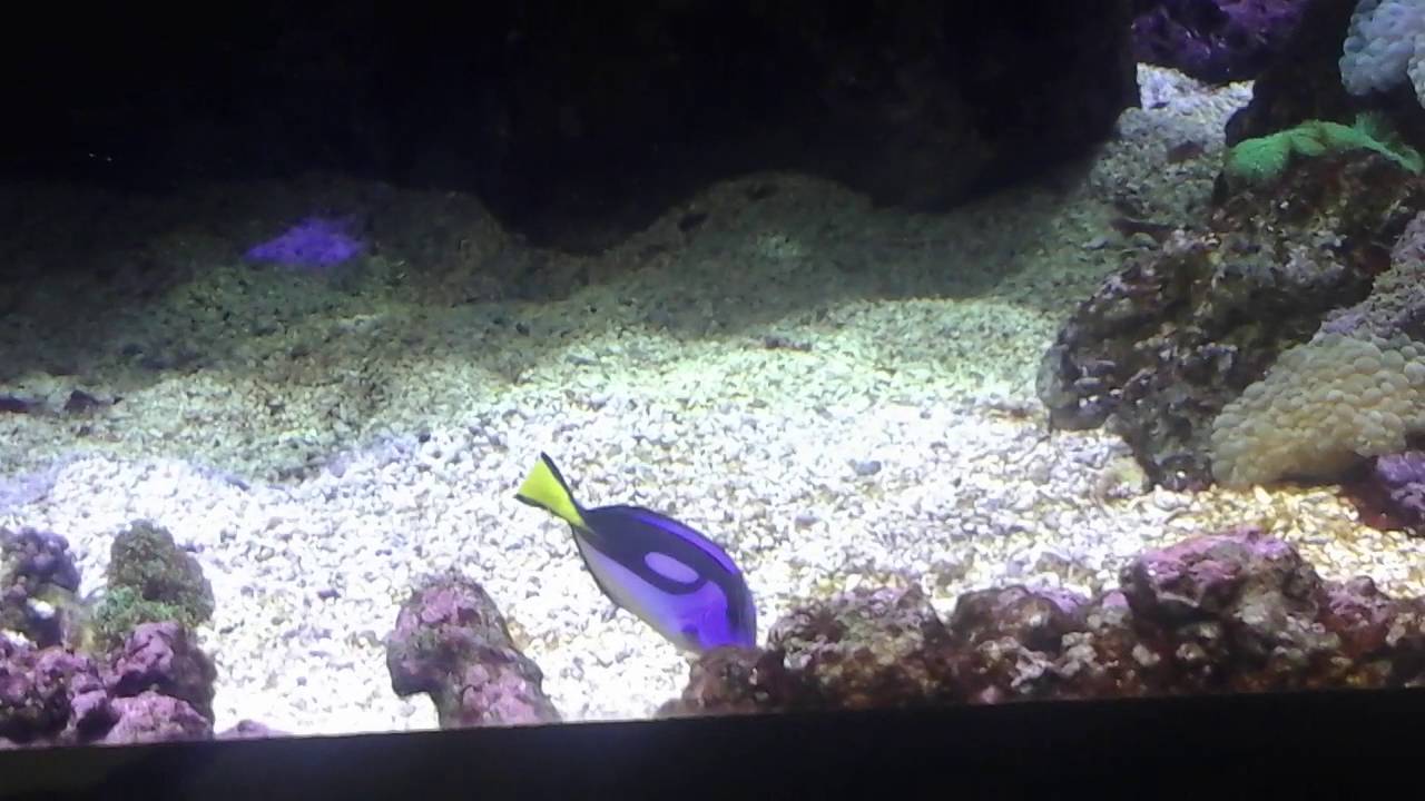 Aquarium Madness!!!!