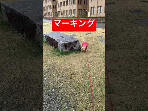 【いつもの風景】トイプーチョコ、マーキング＆ニオイ嗅ぎでご機嫌さん！ #犬好き#トイプードル＃チョコ #Shorts #犬の日常
