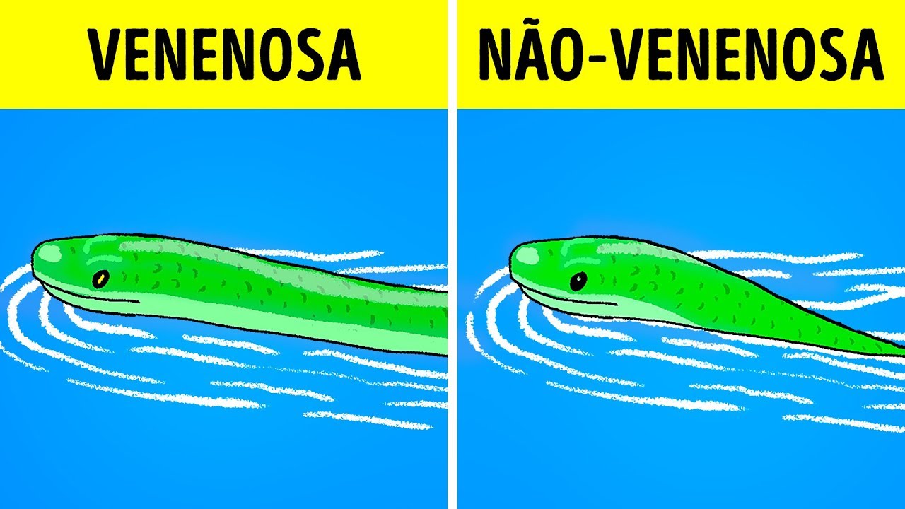 Featured image of post Imagens De Cobras Não Venenosas - Cobras são o grupo de vertebrados mais difícil de se amostrar em campo.