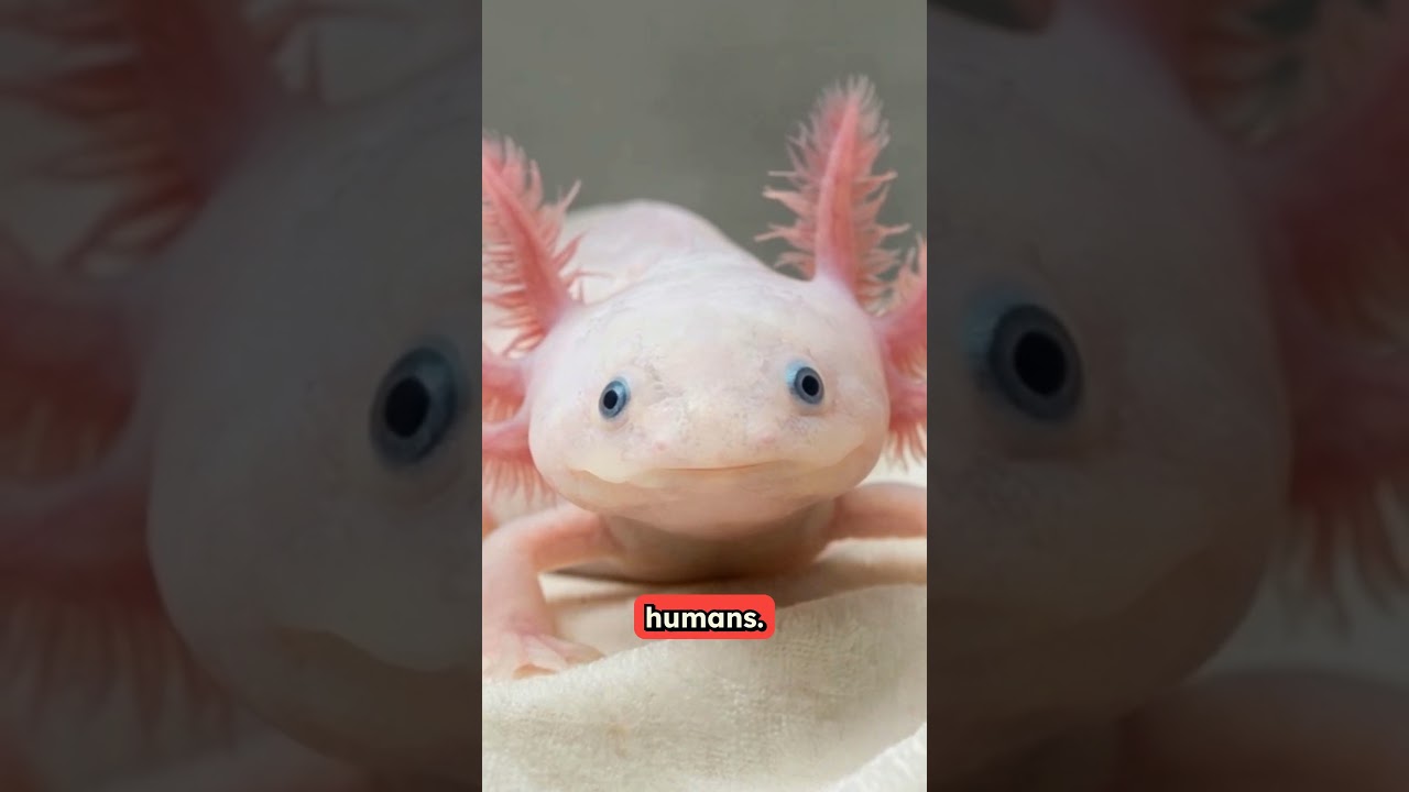Axolotl: The Immortal Regenerator of Lake Xochimilco, Mexico