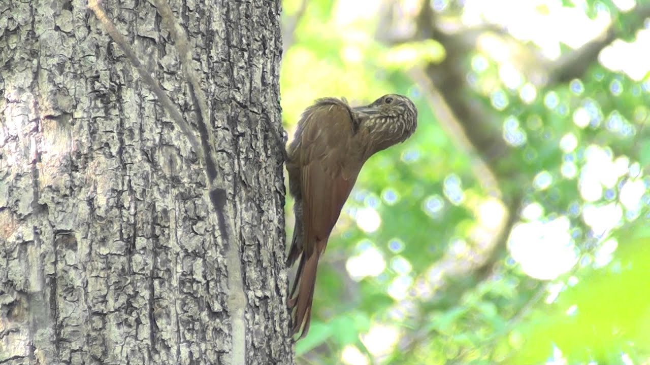 Planalto Woodcreeper