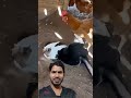 Billi ne kaise attack Kiya🐈#shorts#youtubeshort