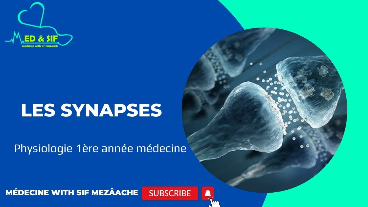 6/ La Transmission Synaptique | Physiologie 1ère MED