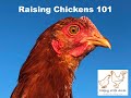 Raising Chickens 101