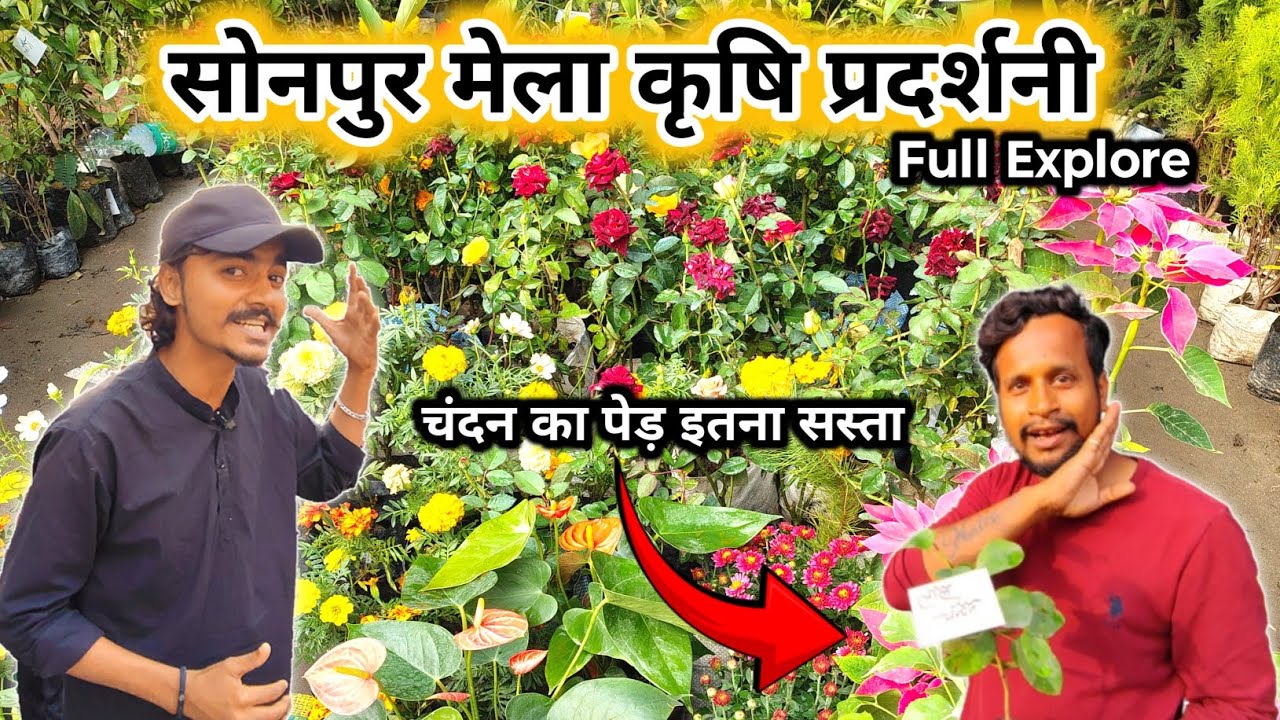 Красное сандаловое дерево продаётся открыто | Sonpur Mela 2025