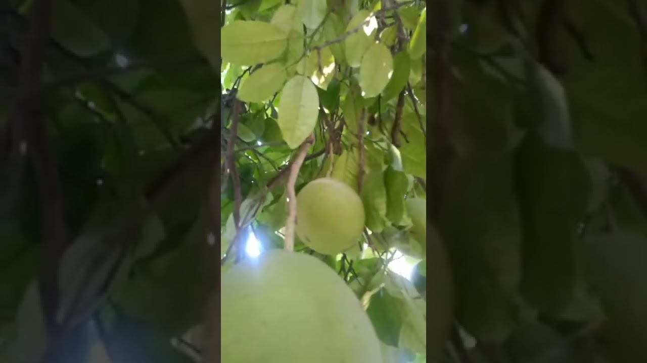 this is big orange fruit 