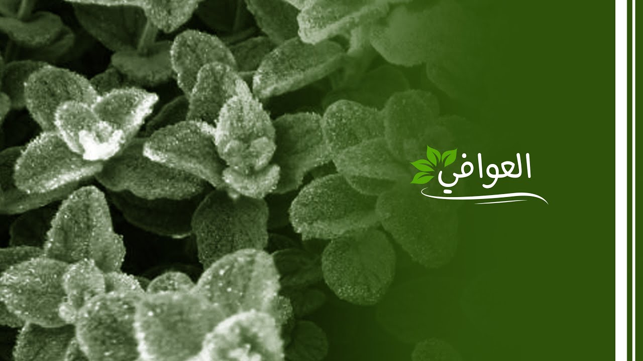 العوافي - زراعة نبتة الزعتر في منطقة كفرحونة