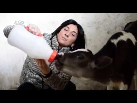 ნინო ზამბახიძის ,,ფორმულა\"