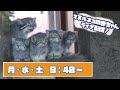 6/24(月)、マヌルネコ赤ちゃんのライブ配信①