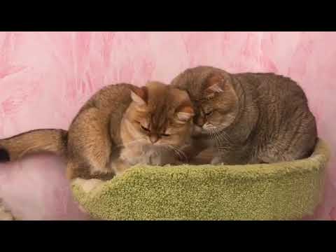 cute-funny-viral-videos-of-brtish-golden-cat|british-shorthair