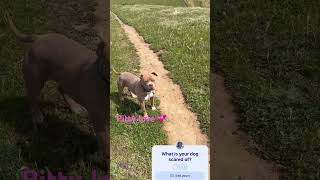 #scaredpitty #pitty #pitbulllove