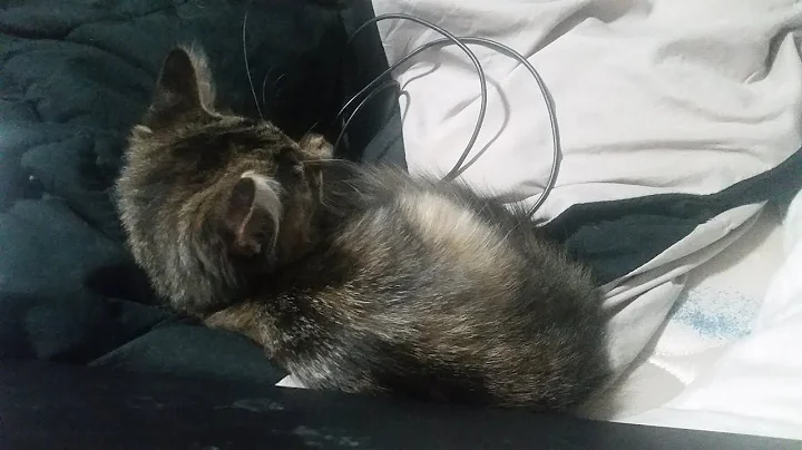 Adventure of Getting Our New Kitten | Meet Beatrix