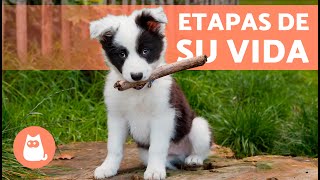 ¿Hasta qué EDAD un PERRO es CACHORRO?  (Etapas del Comportamiento de un Perro)