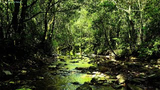 Beautiful stream under green trees. birds chirping. The sound of the forest heals. ASMR by Listen To Nature 1,464 views 1 month ago 6 hours