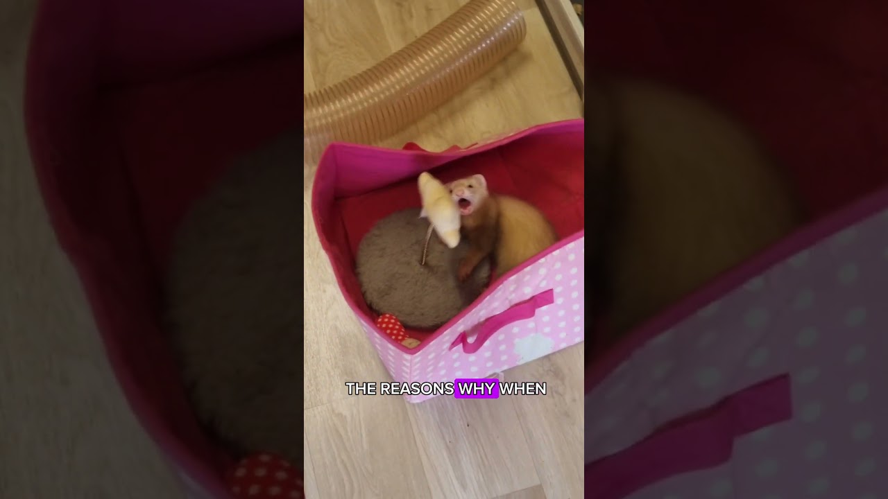 Baby ferrets play fighting!