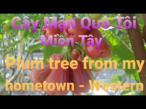 Video Cây Mận Quê Tôi - Miền Tây ( Plum tree from my hometown - Western) - youtube