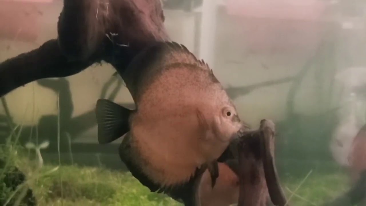 BEGINI PROSES BERTELUR IKAN DISCUS @DISCUS @TERNAK_DISKUS #IKAN_HIAS