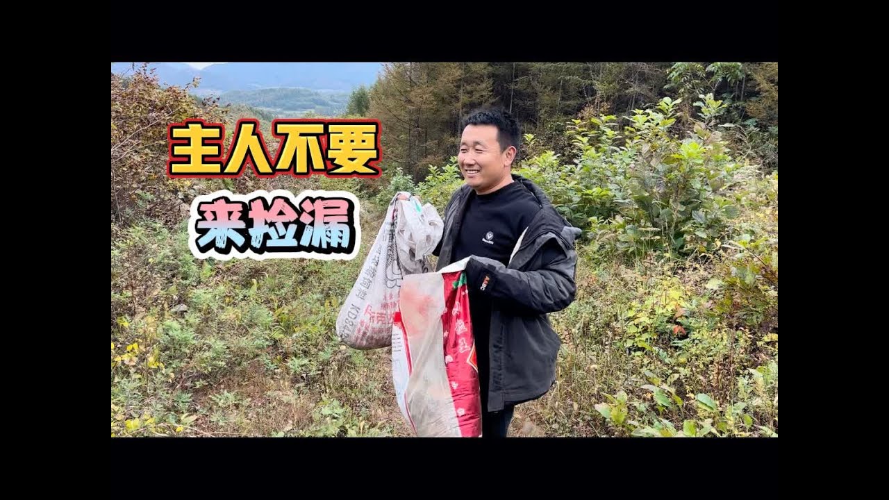 东北山里养蚕主人收完，十多个人来捡漏，收获多少看你的眼力#柞蚕#农村