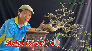 Chỉnh Sửa Cây Linh Sam Dáng Đổ — bonsai repair skills.