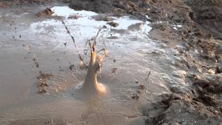 My new mud pit