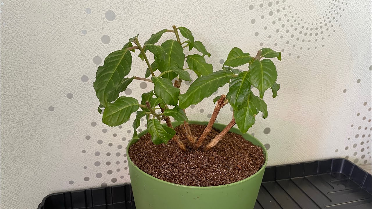 ФУКСИЯ зимует на окне?! ЛЕГКО! Обрезка, омоложение.