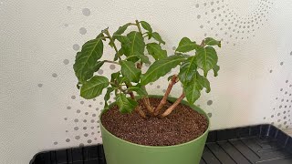 видео: ФУКСИЯ зимует на окне?! ЛЕГКО! Обрезка, омоложение. картинка: ФУКСИЯ зимует на окне?! ЛЕГКО! Обрезка, омоложение.