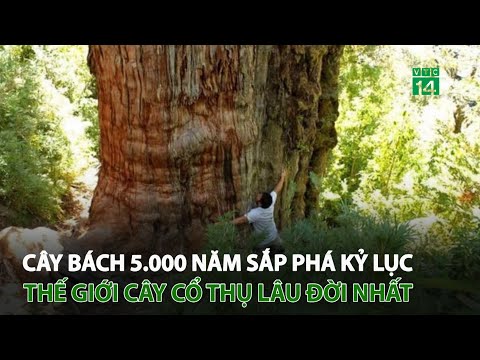 Video: Cây bách chanh cao bao nhiêu?