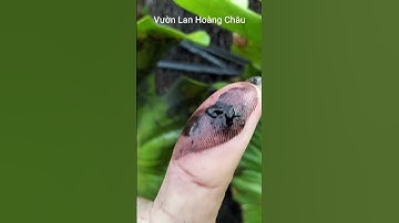 Trị bệnh nấm trắng trên cây ổ rồng P1 #tribenhnamtrang #cayorong #vuonlanhoangchau